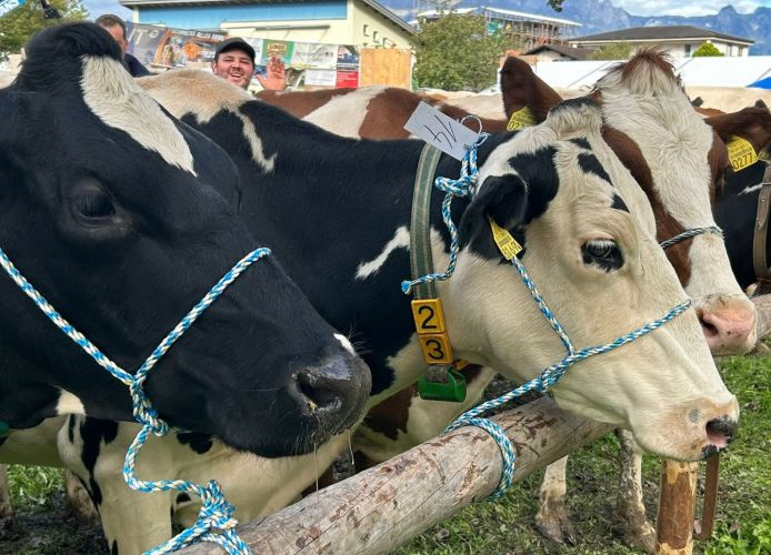 Kühe Vaduz 2025