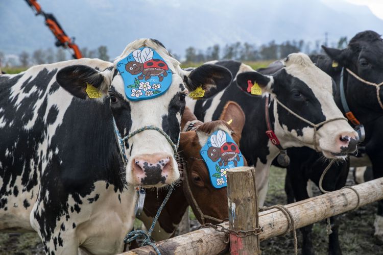 Prämienmarkt Eschen