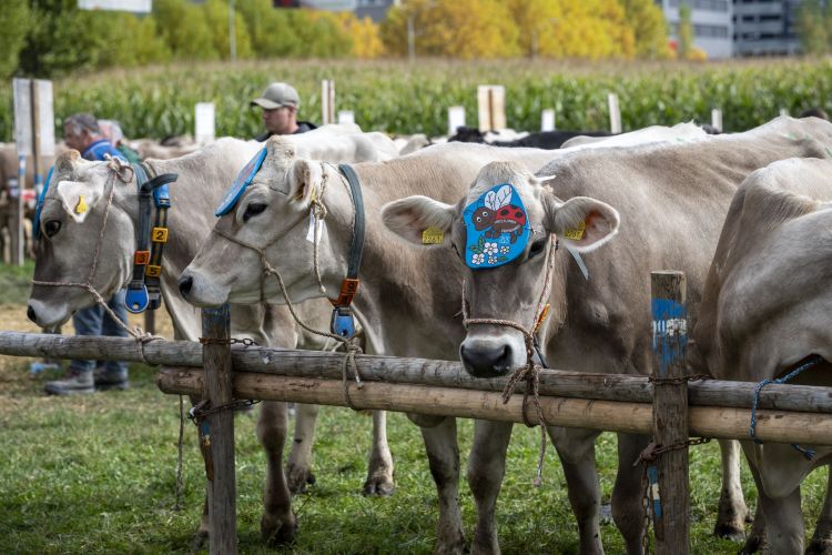 Prämienmarkt Eschen