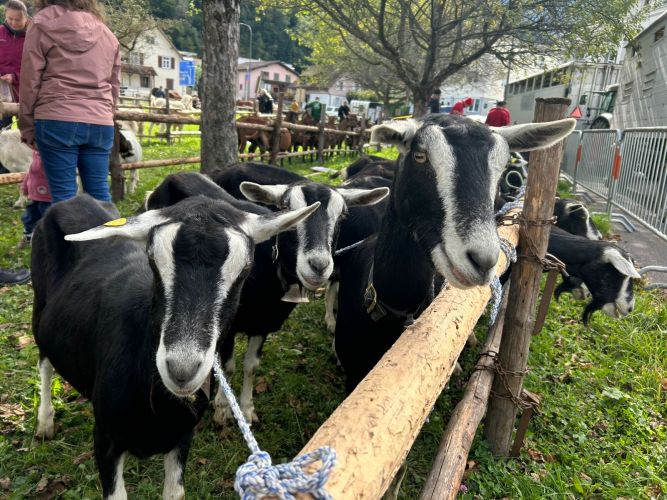Ziegen PM Vaduz
