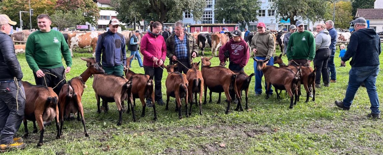 Ziegen Rangierung PM Vaduz 1