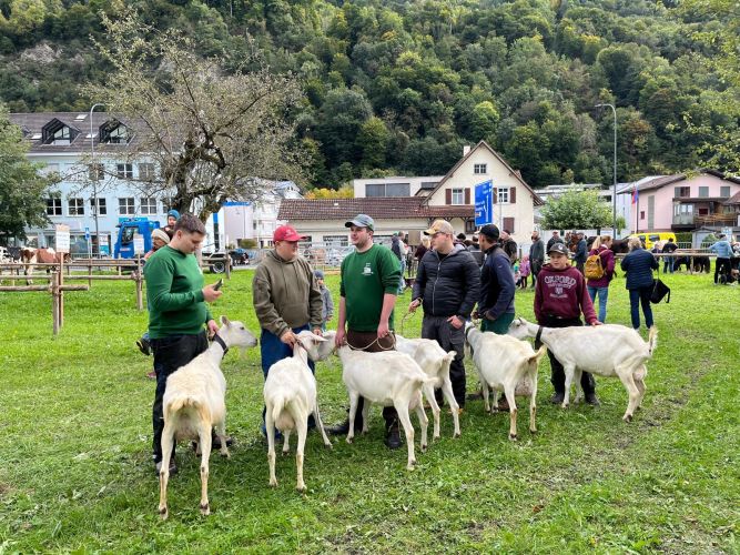 Ziegen Rangierung PM Vaduz 3